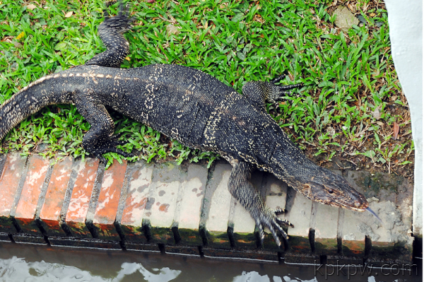 salvator,對應的英文名為:asian water monitor ,中文名為圓鼻巨蜥