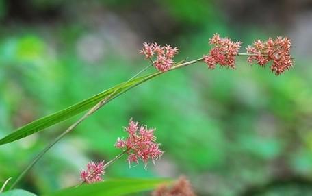 箭叶薹草 (植物)