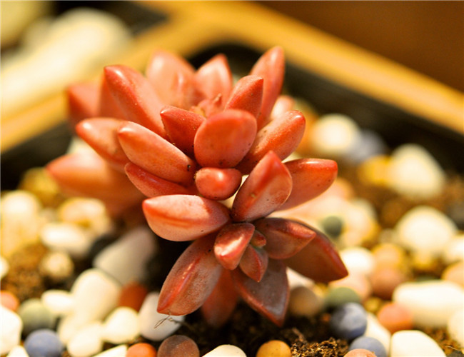 姬胧月锦 (植物)