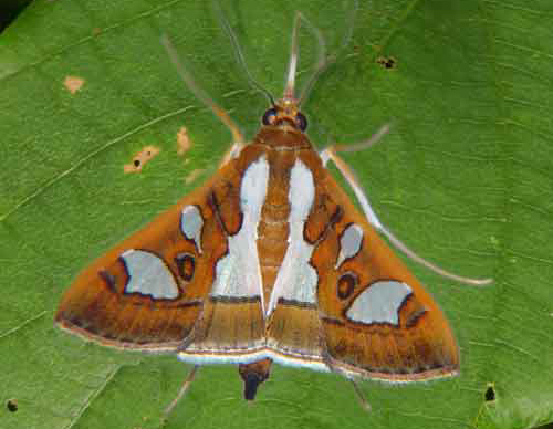 螟蛾科其他生物相关