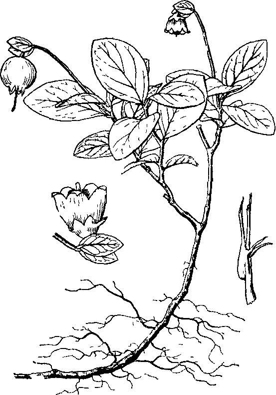 大苞越桔(植物)