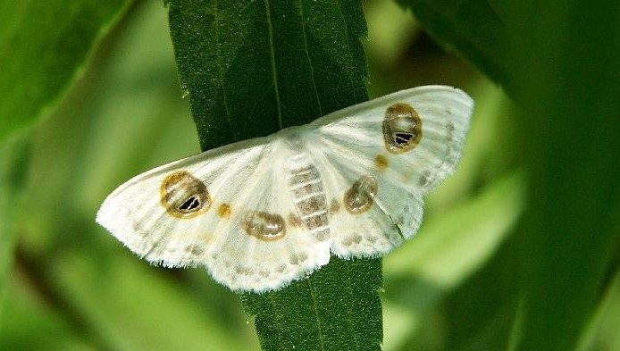 日本紫云尺蛾动物
