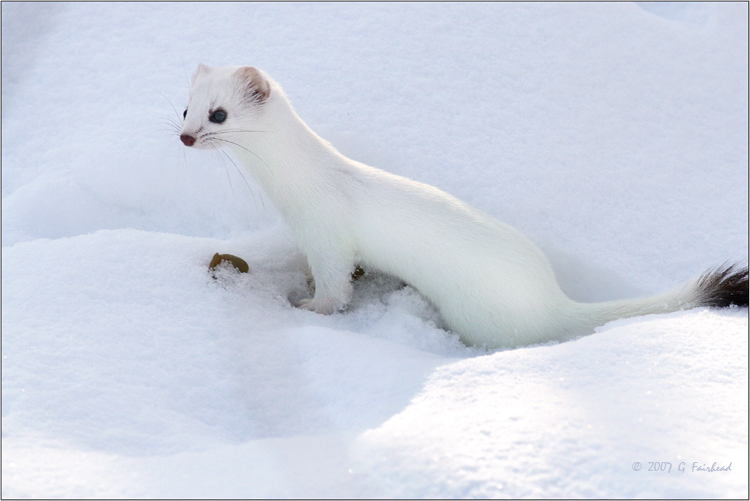 又叫伶鼬(weasel;银鼠,白鼠,倭伶鼬),学名mustelanivalis,该物种已被