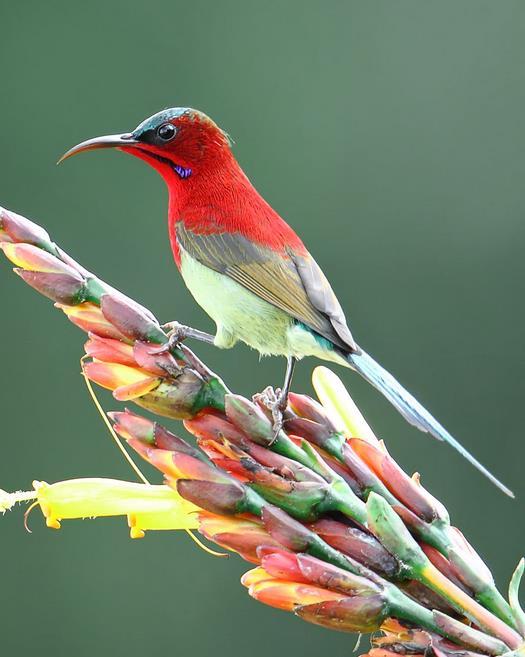 黄腰太阳鸟动物