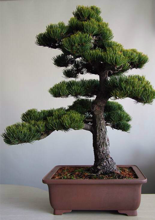 大阪松(植物)大阪松(pinus parviflora aurea)常绿