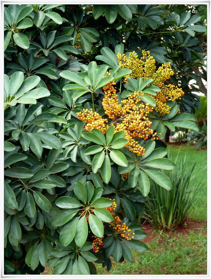 鹅掌藤 (植物)