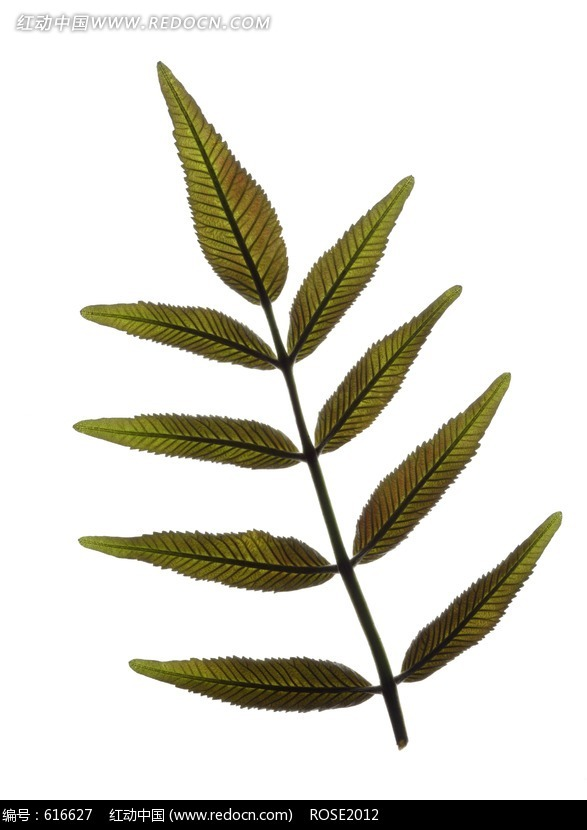 对生(其他生物学相关)对生(opposite,opposite phyllo