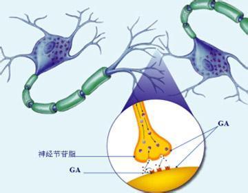 节(英语:ganglion)在解剖学上是一个生物组织丛集,通常是神经细胞体的