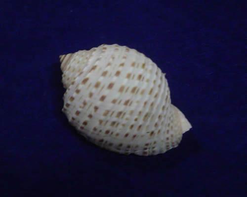 花点鹑螺 (其他生物相关)