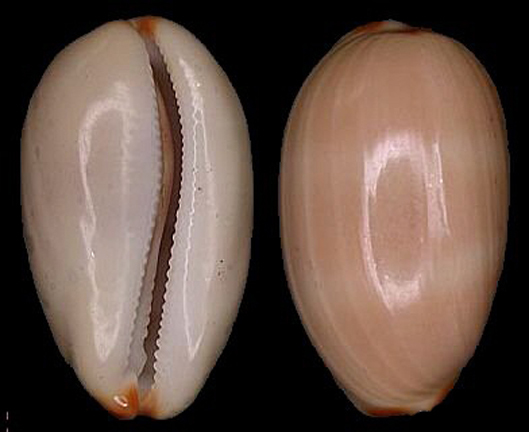 吉尔雨丝宝螺 (动物)