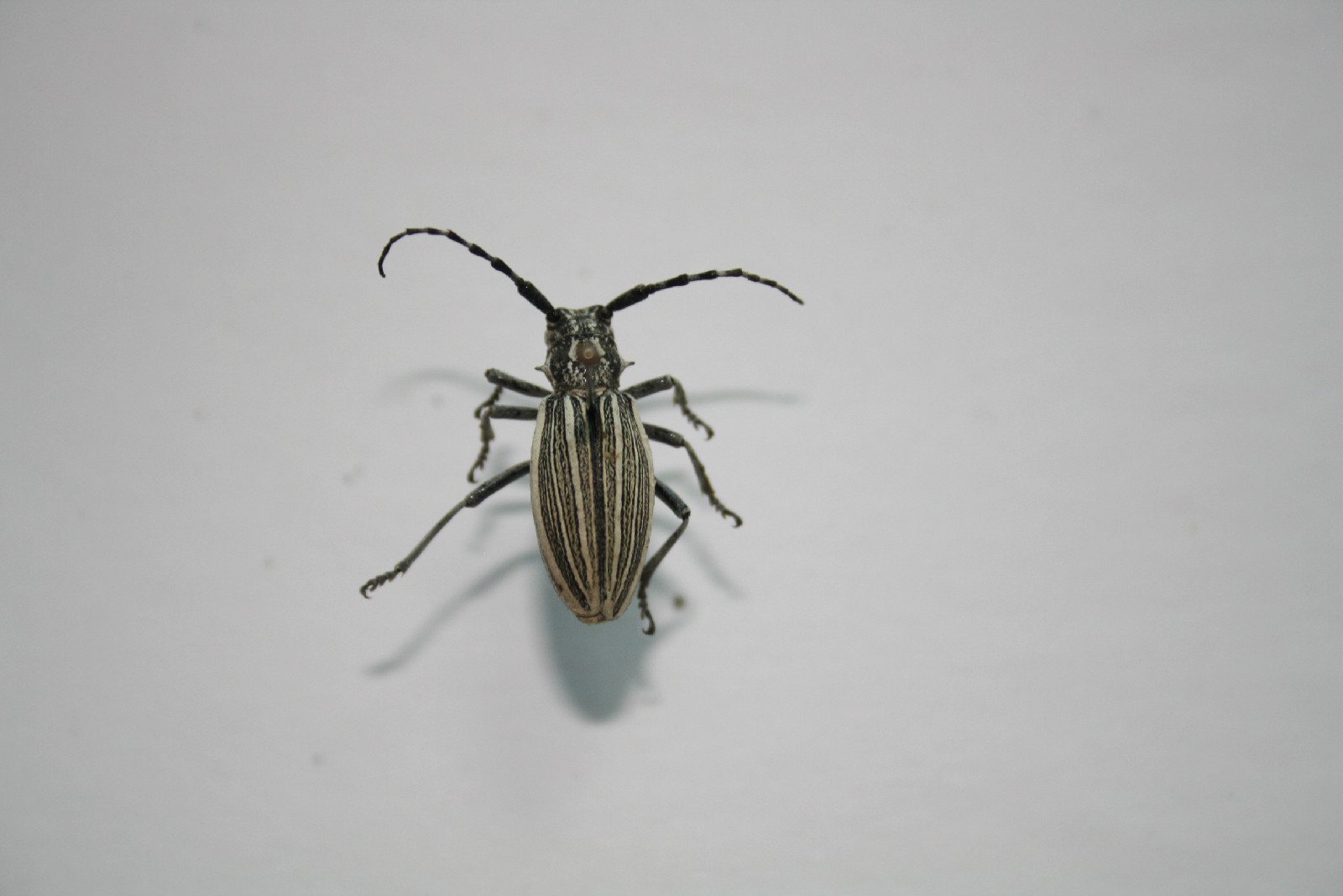 密条草天牛图书