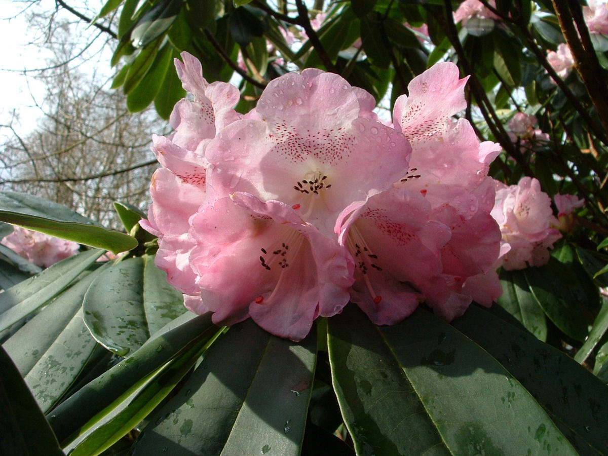 四川杜鹃(植物)