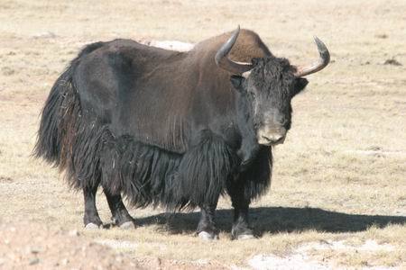 野牦牛(动物)野牦牛(拉丁学名:bos mutus),是家牦牛的野生同类,四肢