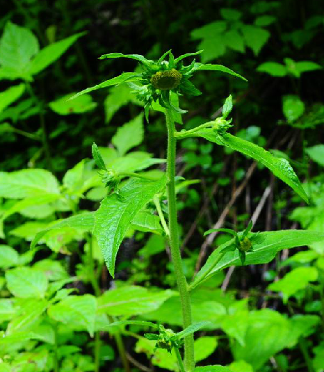 挖耳子草 (中医学与中药学|医药)