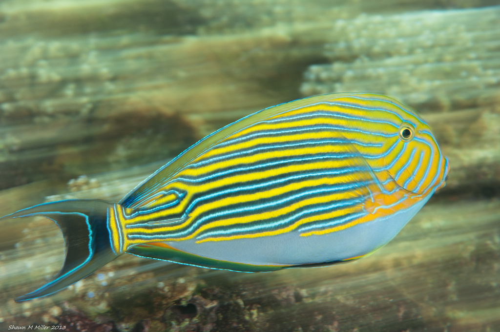 彩带刺尾鱼(动物)_技点科普_技点网(动物)