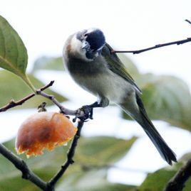 1. 〔~鸪〕鸟,羽毛黑褐色,俗称 水鸪鸪 ;亦称 鹁姑 , 鹁鸠 .