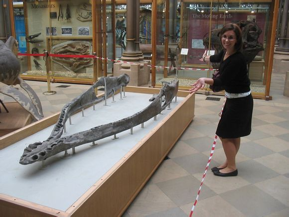 巨上龙(其他生物相关)