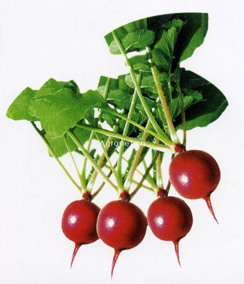 樱株萝卜植物农学