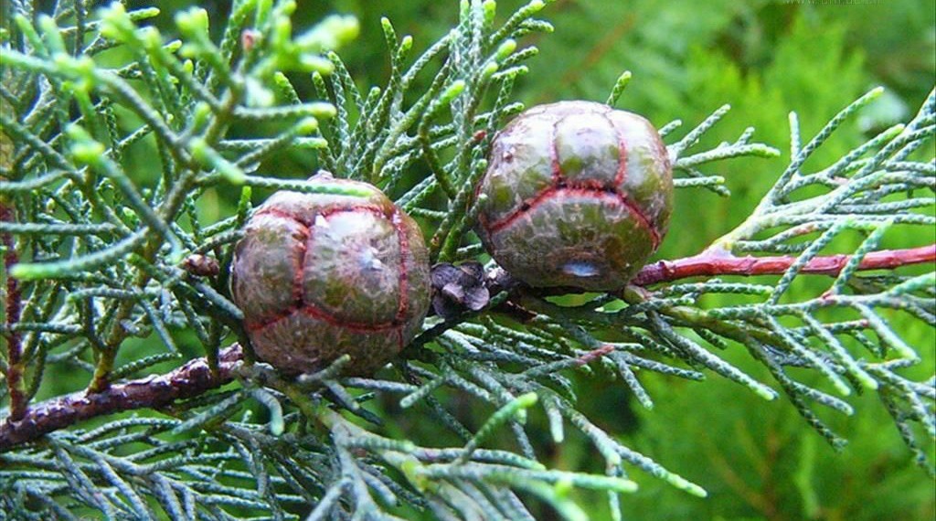 【裸子植物】领域_百科_技点网