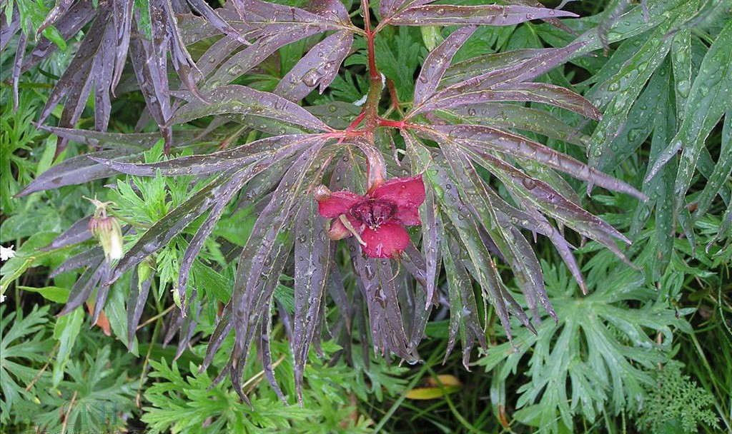 5-2米,全株无毛;嫩枝黄绿色,有2棱,小枝灰褐色;顶芽披针形.