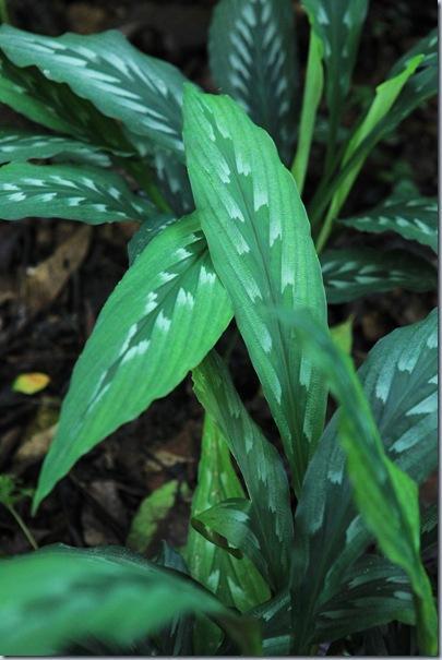 海南三七(植物)_技点模型_技点网(植物)