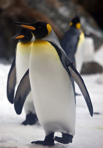 王企鹅麦夸里岛亚种其他生物相关
