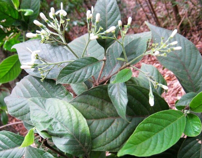 白花苦灯笼 (植物)