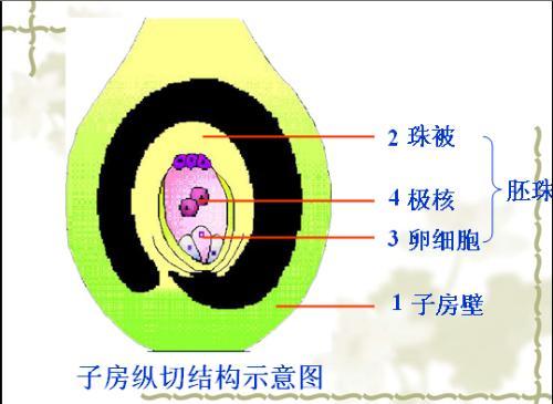 子房的结构图胚珠图片