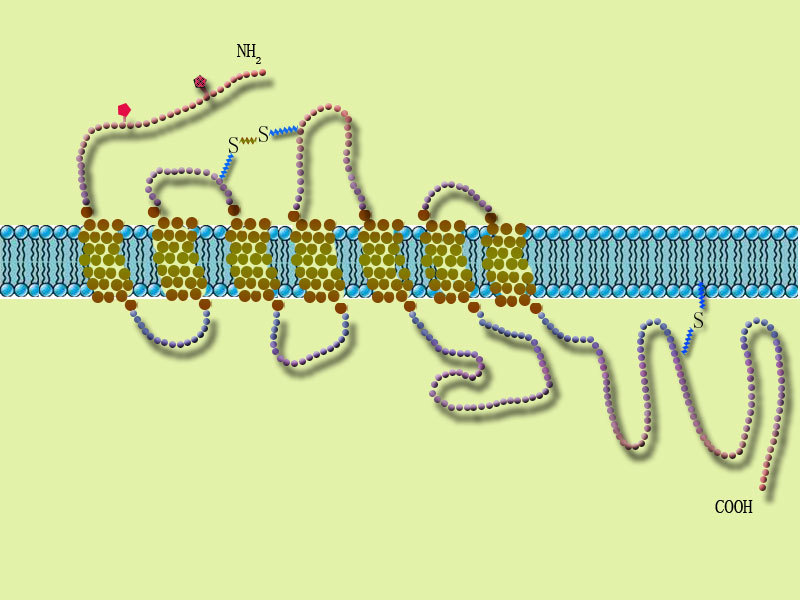 g蛋白耦联型受体(其他生物相关)