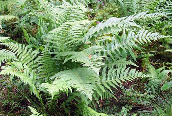川西鳞毛蕨 (植物)
