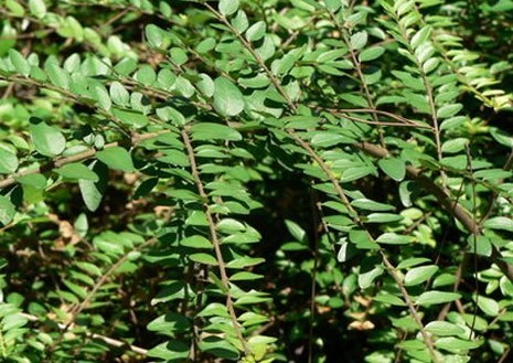 亮叶忍冬(植物)