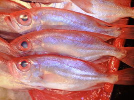 大红娘鱼其他生物相关