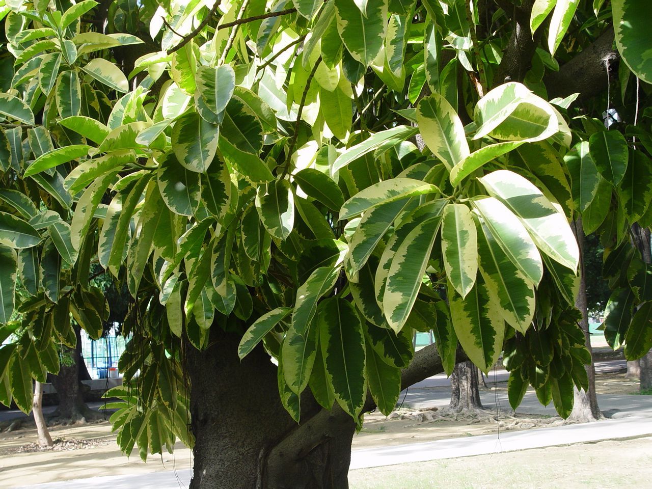 斑叶橡胶树植物