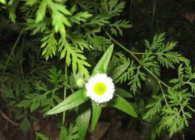 女菀屬(植物)