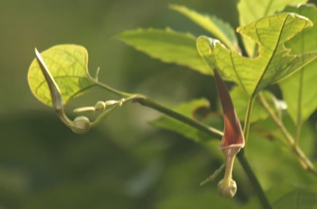 耳葉馬兜鈴(植物)耳葉馬兜鈴,別名:卵葉馬兜鈴,卵葉雷公藤,黑麵防己