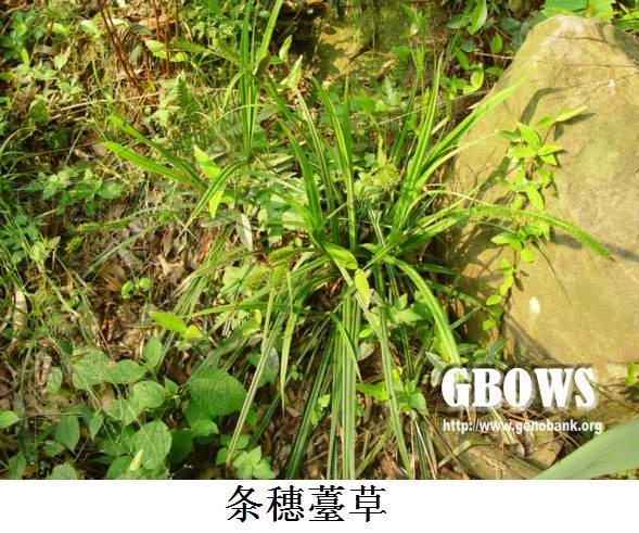 条穗薹草 (植物)