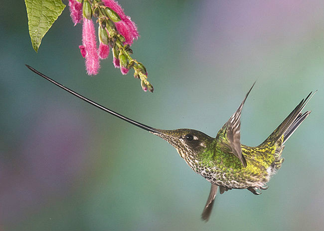 刀嘴蜂鳥 (動物)