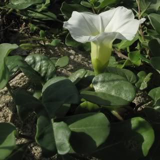 假厚藤(植物)假厚藤(学名:ipomoea stolonifera),又名白花马鞍藤,厚叶