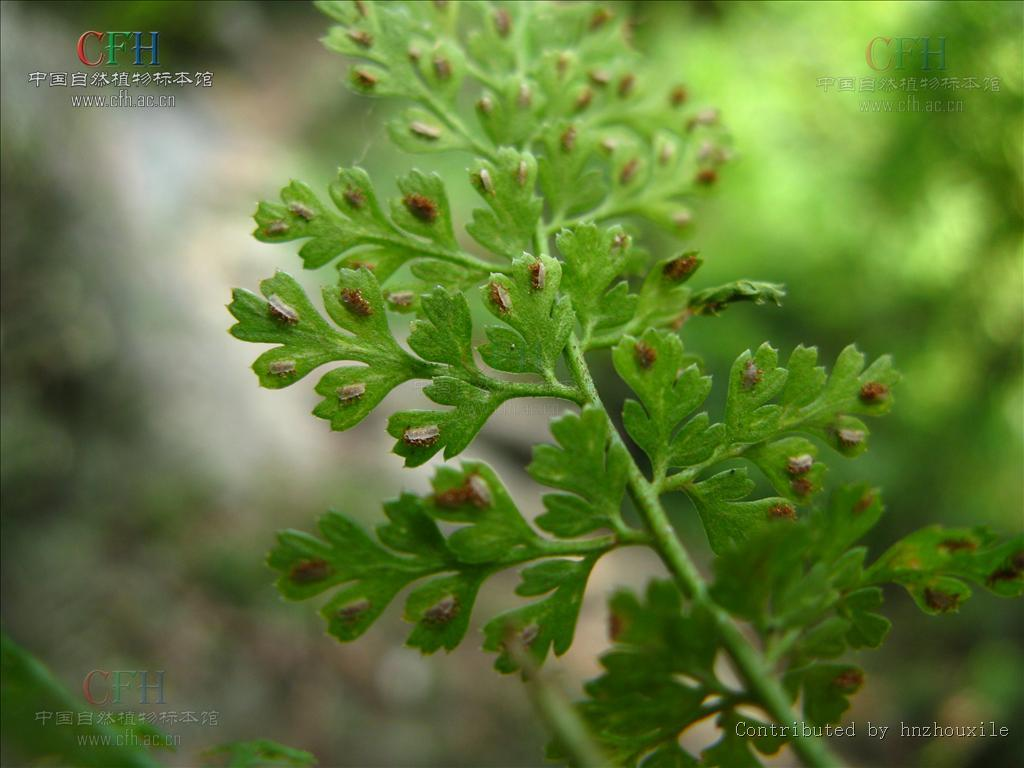 闊齒鐵角蕨(植物)