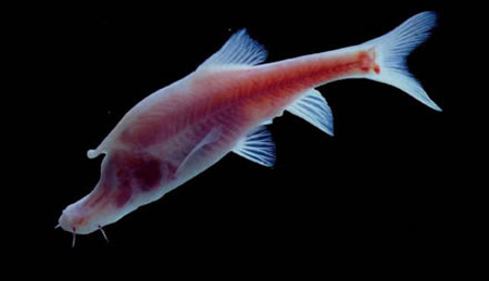 小眼金线鲃 (动物)