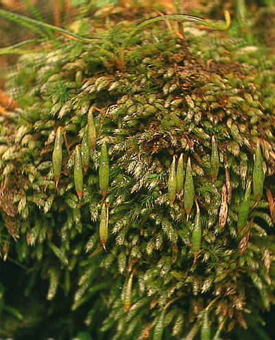 真菌门代表植物图片