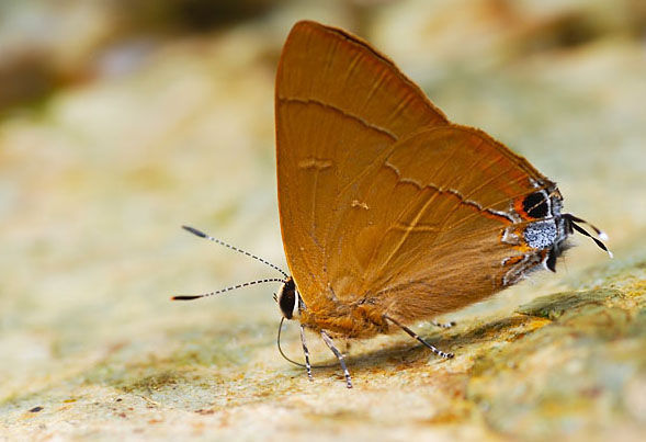 燕灰蝶(其他人物相关)