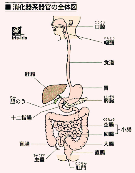 肠管图解图片