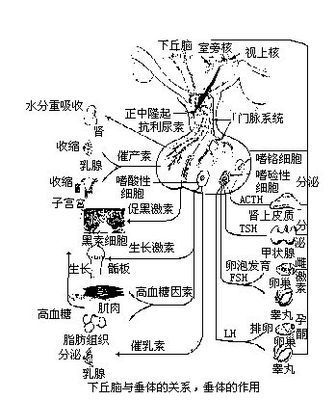 补偿效应图片