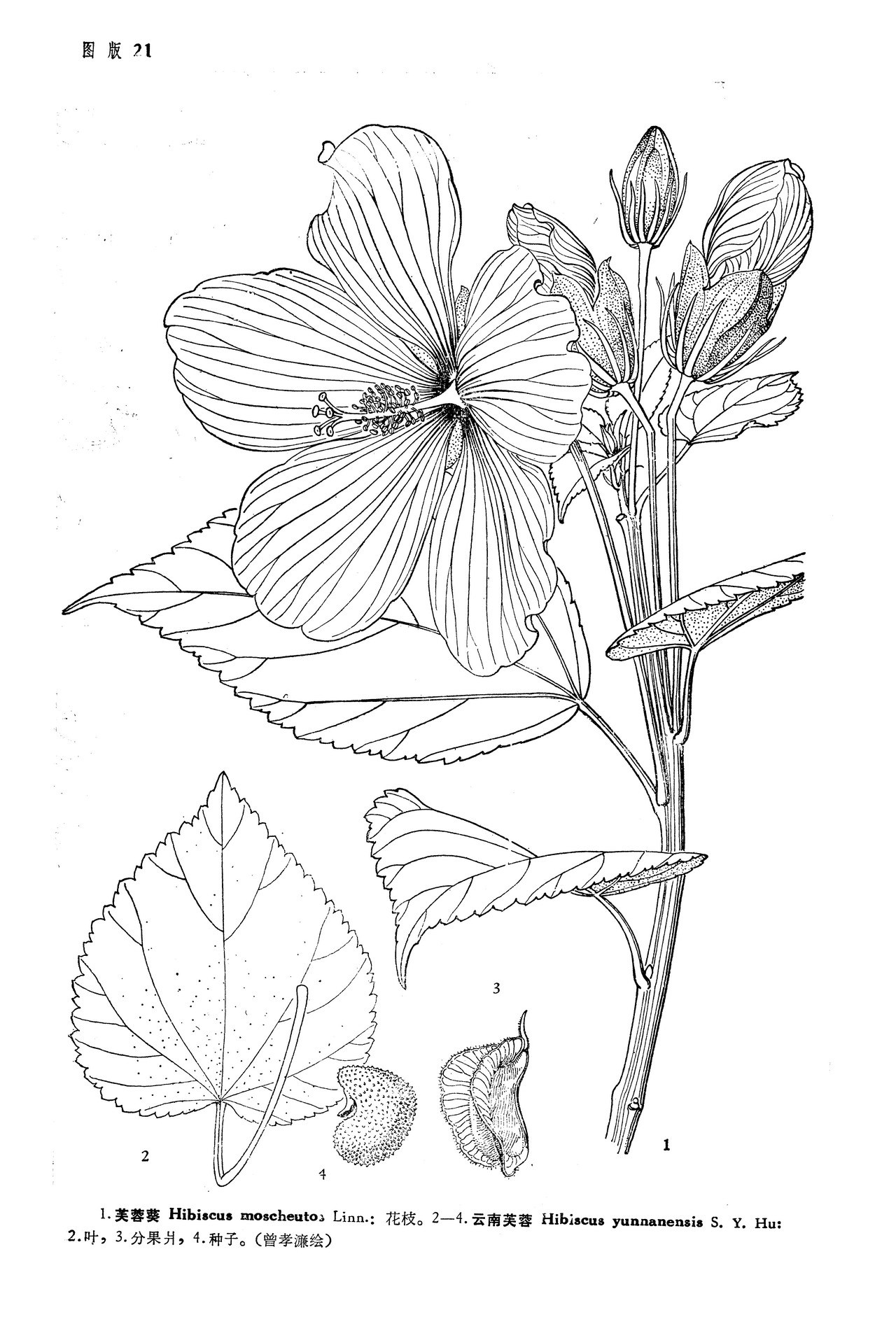 芙蓉葵(植物)芙蓉葵是锦葵科,木槿属,拉丁学名(hibiscus moscheutos