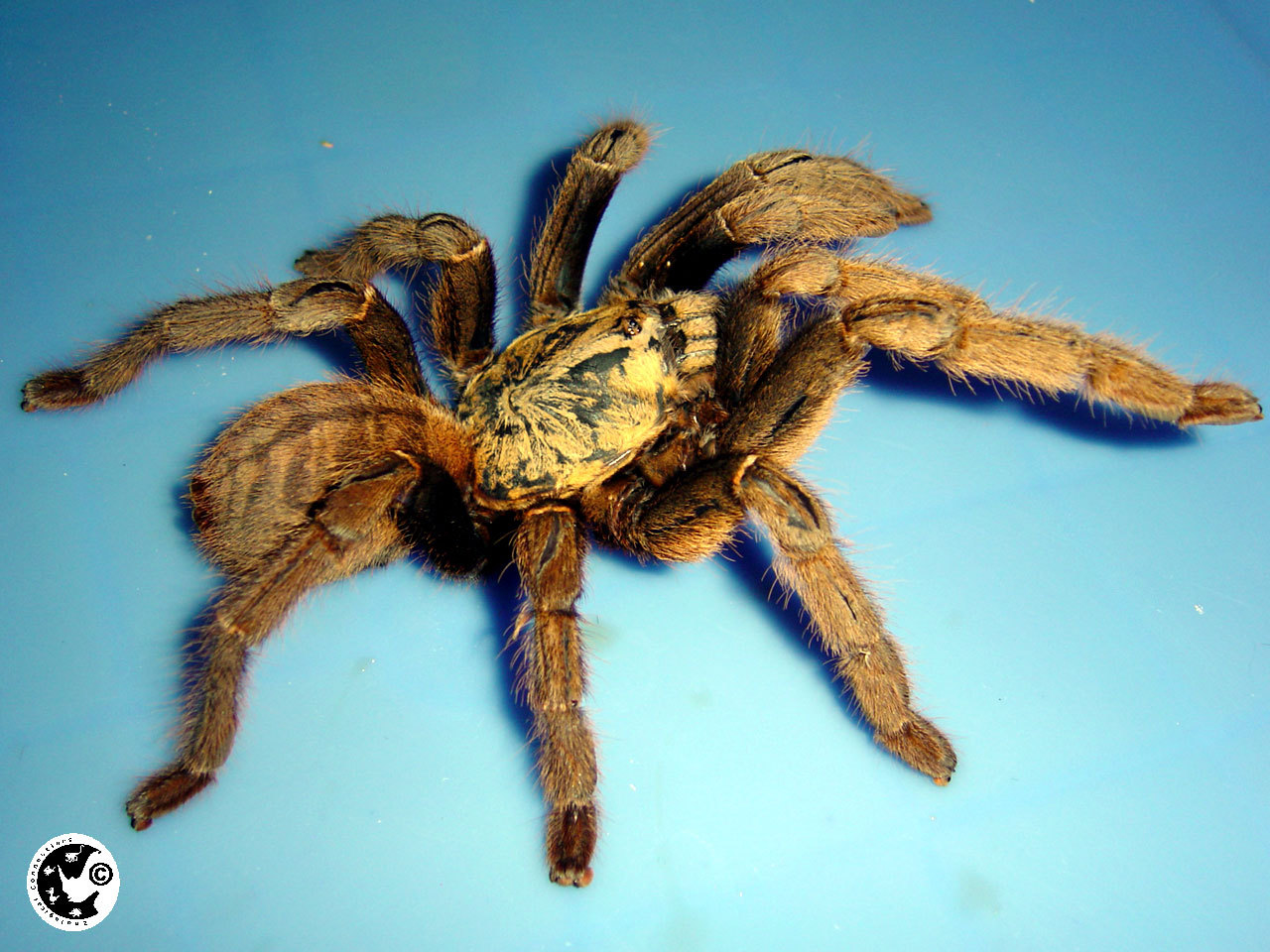 虎纹捕鸟蛛(动物)