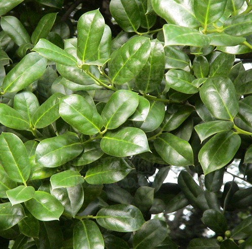 光叶细刺枸骨植物