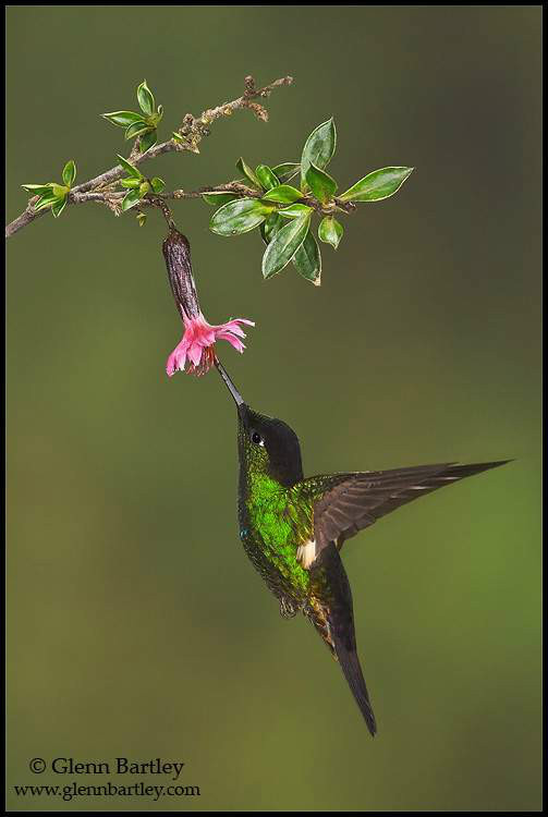 黄翅星额蜂鸟(其他生物相关)_技点百科