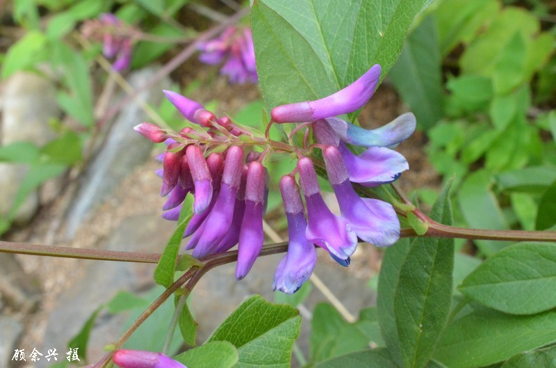 牯嶺野豌豆 (植物)