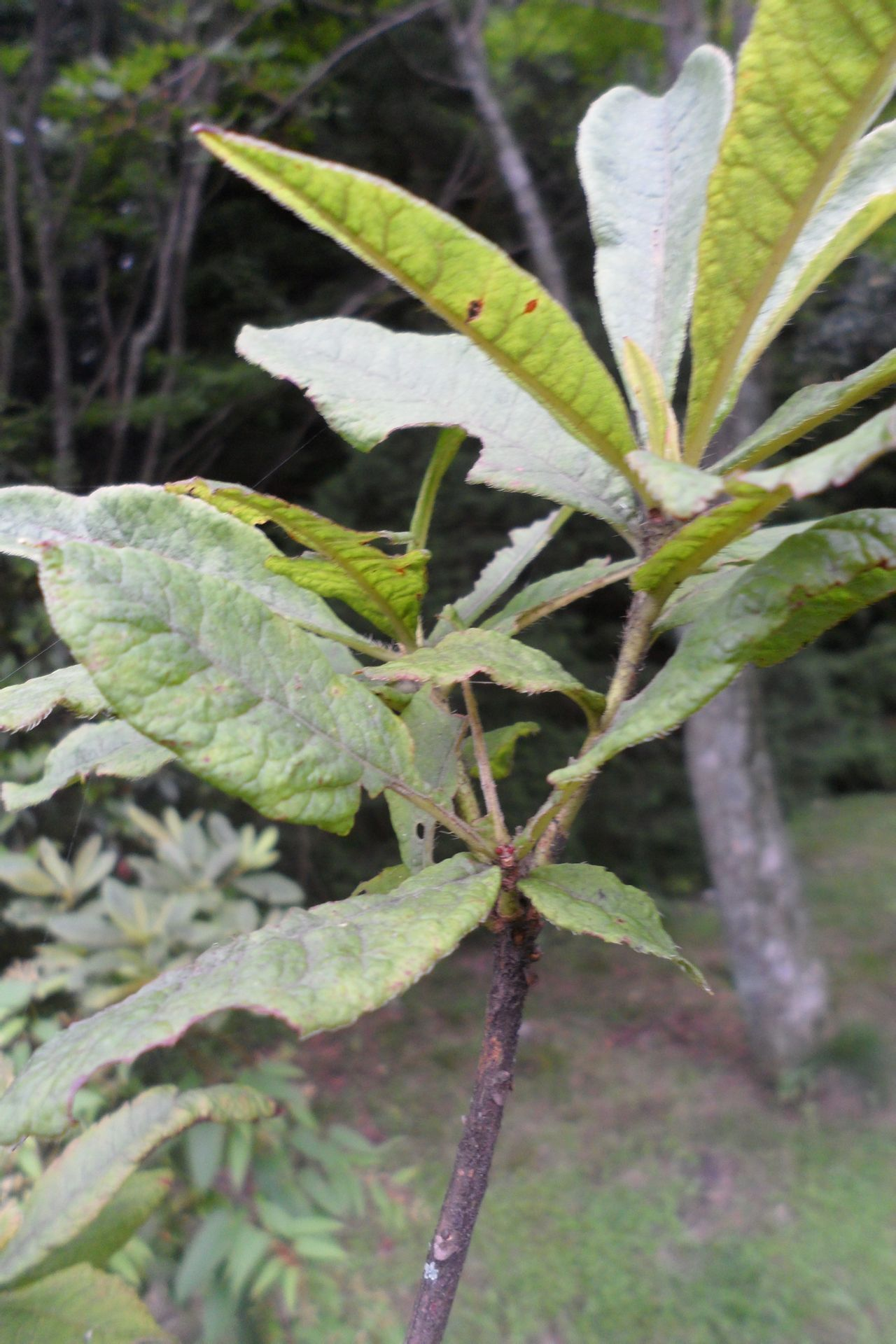 羊踟蹰(植物)